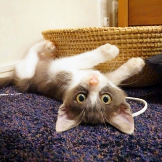 ふわふわグレーのハチワレ男の子♥️