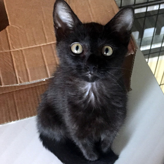 ピカピカのかっこいい子猫