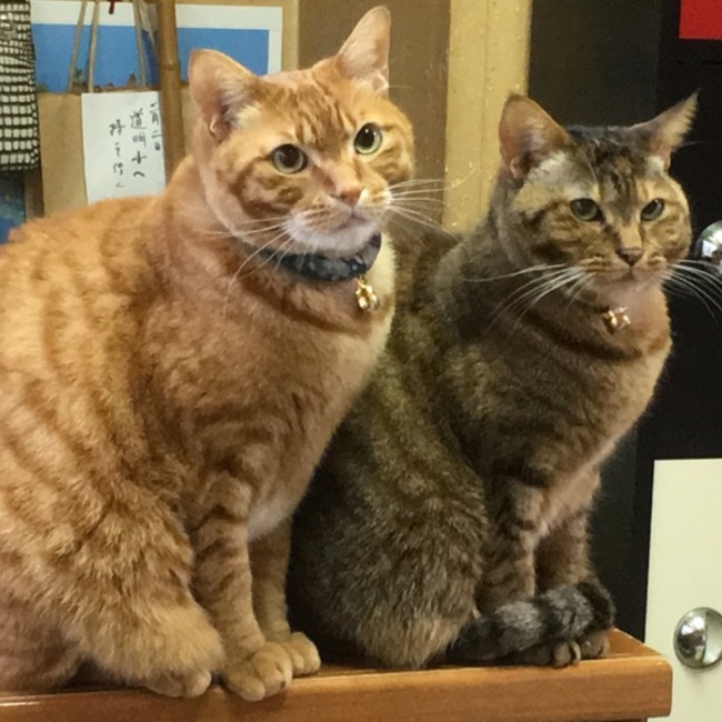 たまこまちのカバー写真