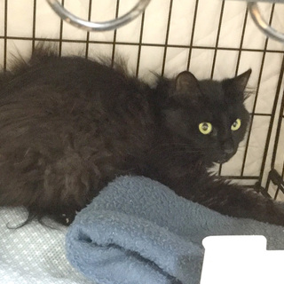 保健所SOS!半長毛黒猫イケニャン★県外OK