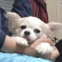 チャコ