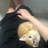 膝のり子猫