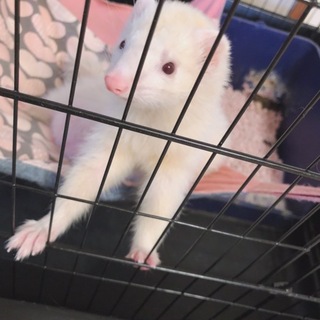 パスバレーフェレットの女の子