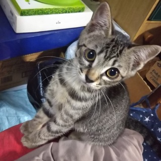 美人!!生後3ヶ月半のお目が大きなキジトラの女の子