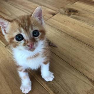 かわいい茶トラ兄妹です。
