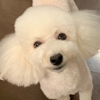 ほたか