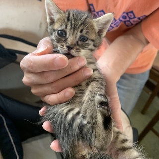 キュート☆ちびキジ  女の子  生後約２カ月