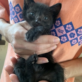 人慣れ抜群☆チビクロ女の子２ヶ月