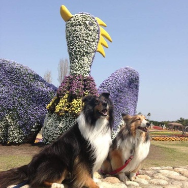 シェル（Shell)の写真