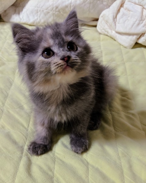 ふわふわのサビ猫」岐阜県 - 猫の里親募集(272272) :: ペットのおうち