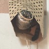 やっぱり入るよね！