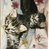 子猫の時の写真