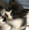 子猫の里親を探しています