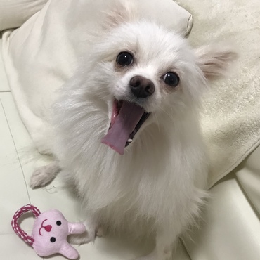あくび中(*^O^*)
