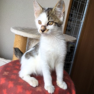 人懐っこい雑種の子猫です