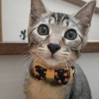 わんぱく甘えん坊  むぎ君