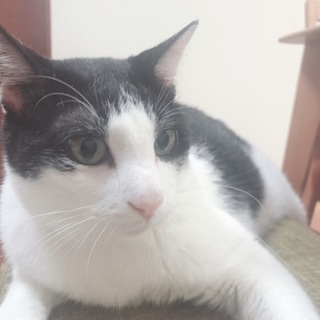 室内飼いの猫です♪