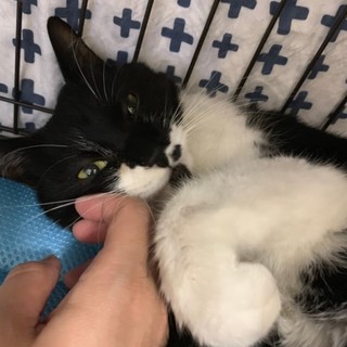 甘えん坊のおっとり　フウ太