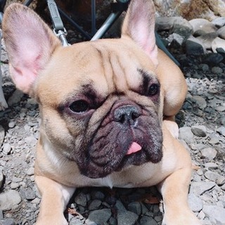 良犬！ショートボティ、でか頭のフレンチ