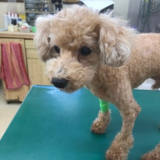 留守番OK　ハウスOK　人に寄り添う子