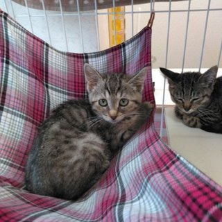 【トライアル決定】トロちゃん推定2.5ヶ月