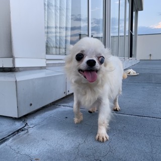 チワワのぼたんちゃん