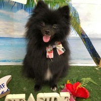夏萌
