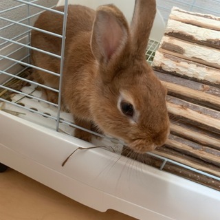 うさぎの里親募集