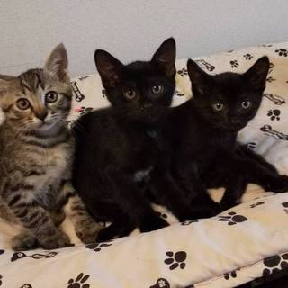 キジ子猫、黒子猫、黒子猫（2019年5月生まれ）