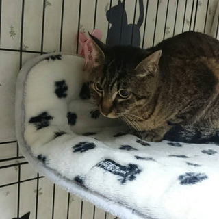 トライアル決定！山に捨てられたキジの男の子ミー君