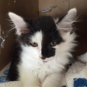 長毛白黒ユニーク柄子猫