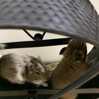 ※里親決定致しました※デグーの親子