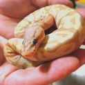 ボールパイソン バナナパステル里親様募集