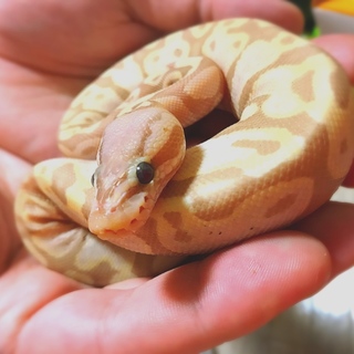 ボールパイソン バナナパステル里親様募集