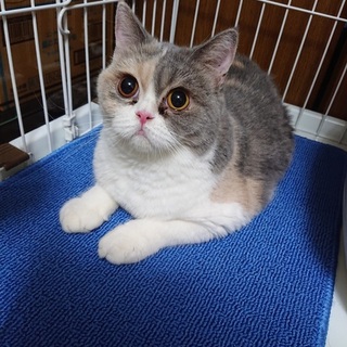 ブリティッシュ　3歳女の子なっちゃん