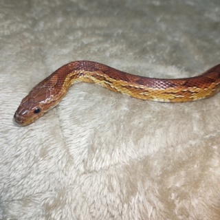 コーンスネークの里親募集です