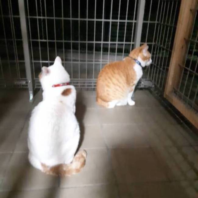 かかかんなのカバー写真