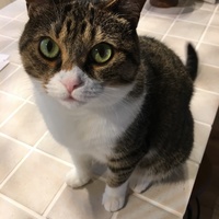 ミミィ