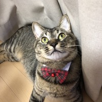 ジジ