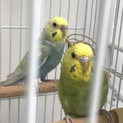 インコ仲良し兄妹と＋1匹