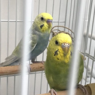 インコ仲良し兄妹と＋1匹