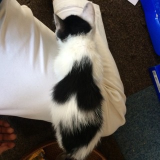 【トライアル決定】♡ハートくん2.5ヶ月