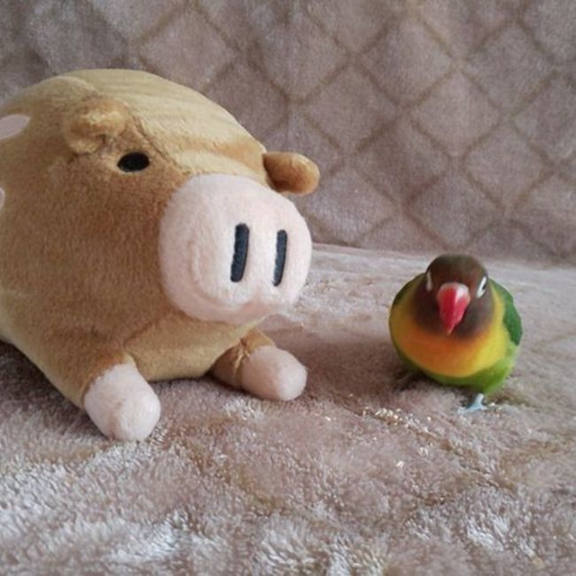 スーパーファントムのカバー写真