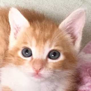 幸せ鍵しっぽ茶白トラ★どの角度も可愛い顔とわ君