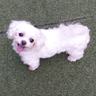 決定☆『ポエ』超甘えん坊♪お膝が大好き