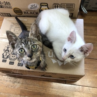 子猫♂♀里親募集