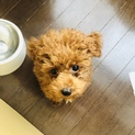 トイプードル 4ヶ月