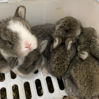 うさぎの赤ちゃん4匹