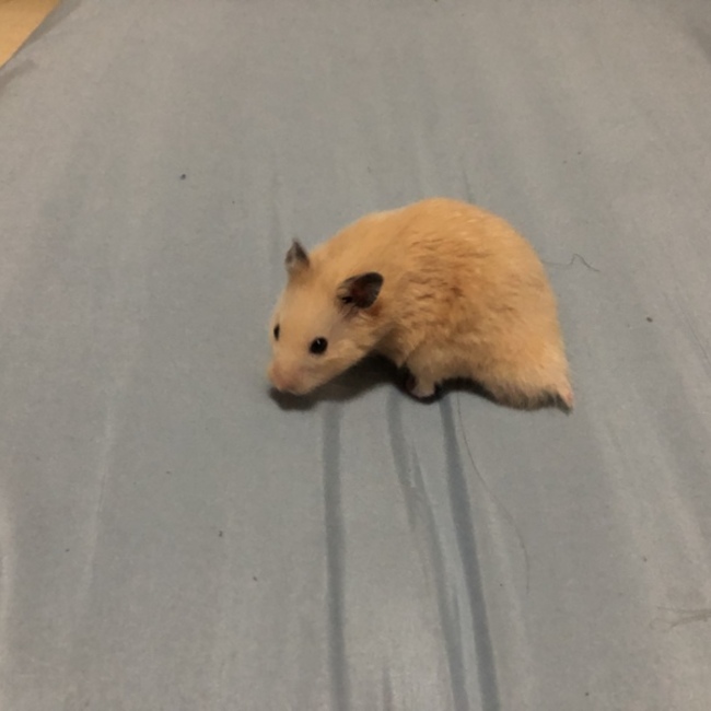 ハムミママのカバー写真