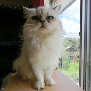 ❤癒しのペルシャ❤